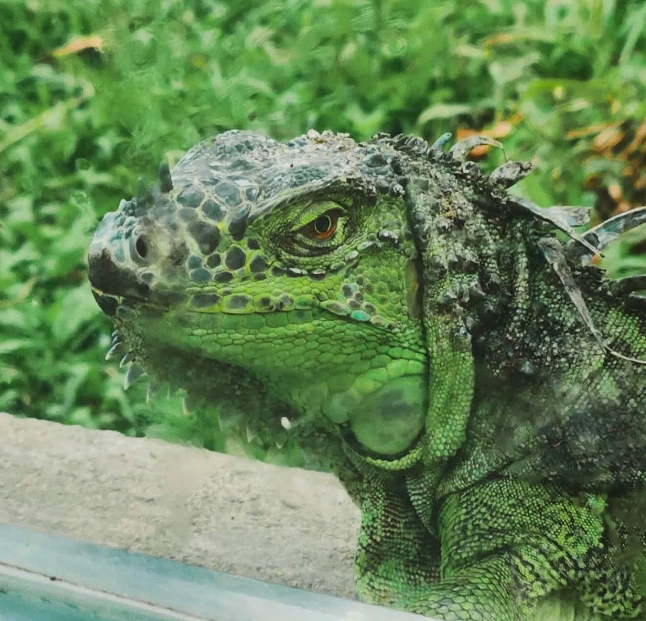 西貢動植物園圖片|資料圖片